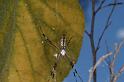 Argiope_ZZ320_D3572_Z_85_Mt Florence station_Australie